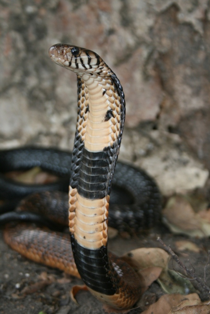 Random Thoughts: Reptile Arsonists and the Case of the North Texas Cobra